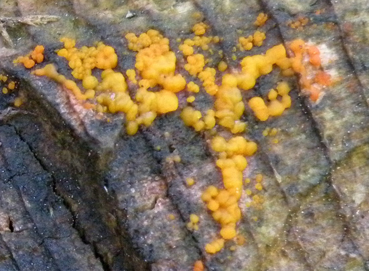 Heterobasidiomycetes trentini